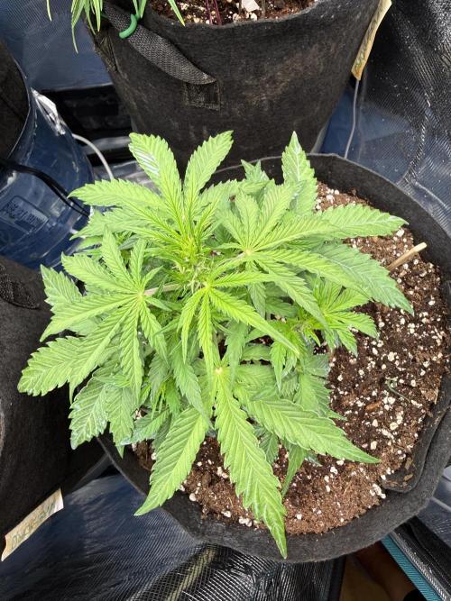 La semilla de mi hijo.My sons choice. Week 4