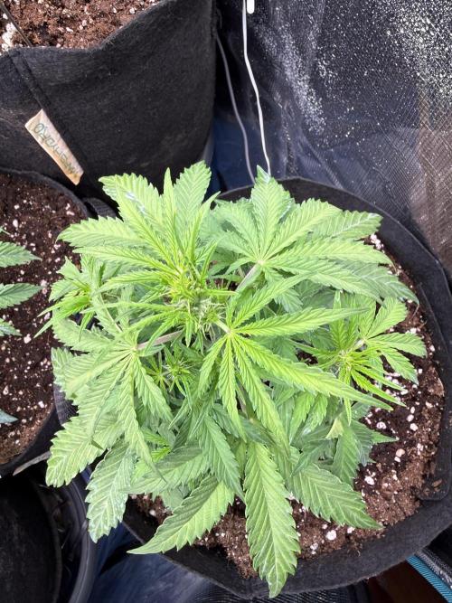 La semilla de mi hijo.My sons choice. Week 4