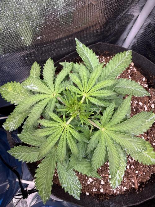 La semilla de mi hijo.My sons choice. Week 4