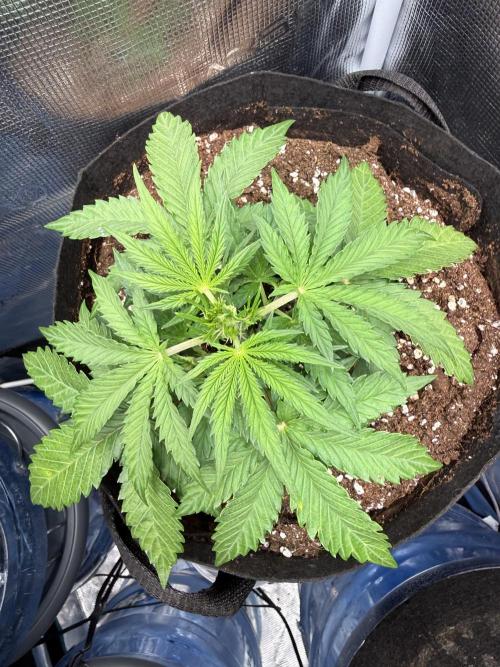 La semilla de mi hijo.My sons choice. Week 4