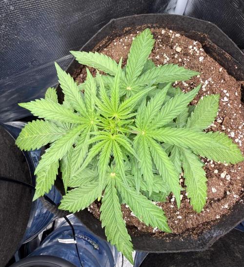 La semilla de mi hijo.My sons choice. Week 4