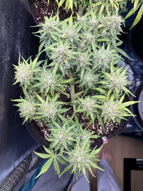 La semilla de mi hijo.My sons choice. Week 8