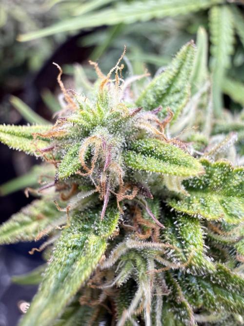 La semilla de mi hijo.My sons choice. Week 8