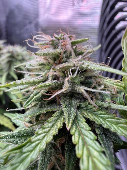 La semilla de mi hijo.My sons choice. Week 8