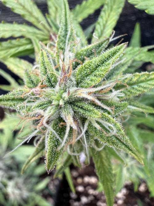 La semilla de mi hijo.My sons choice. Week 8