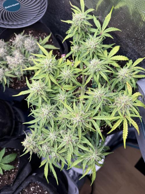 La semilla de mi hijo.My sons choice. Week 8