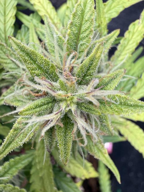 La semilla de mi hijo.My sons choice. Week 8