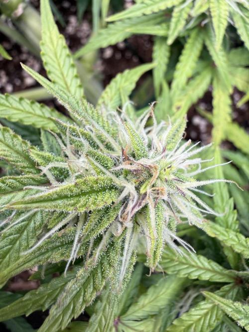 La semilla de mi hijo.My sons choice. Week 8