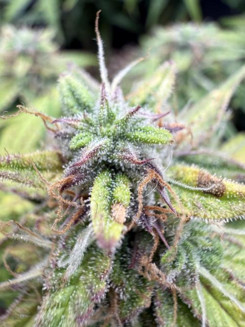 La semilla de mi hijo.My sons choice. Week 9