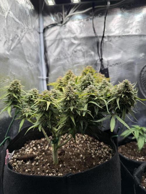 La semilla de mi hijo.My sons choice. Week 9