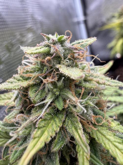 La semilla de mi hijo.My sons choice. Week 9