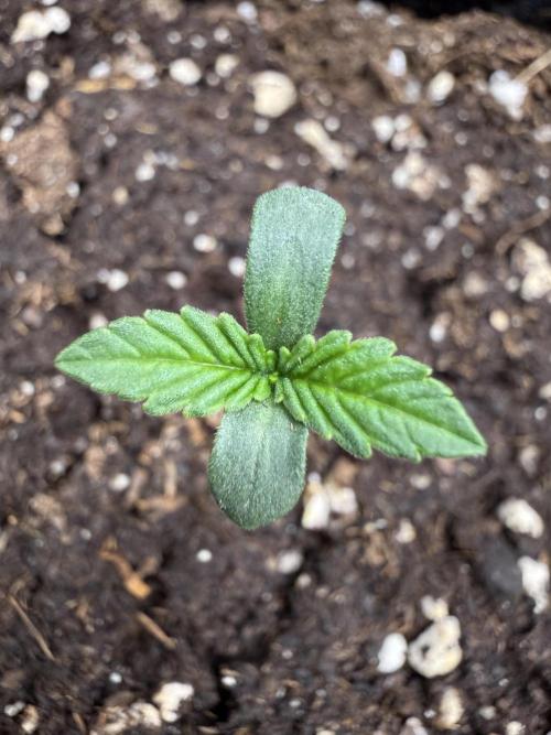 RS11 x Banana OG. Week 1