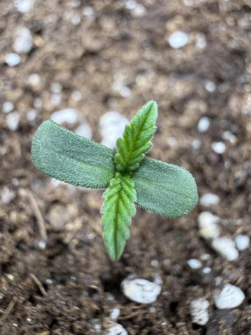 RS11 x Banana OG. Week 1