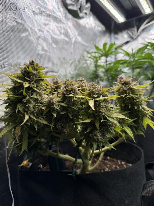 Watemelon Spirit Seeds auto. Week 12