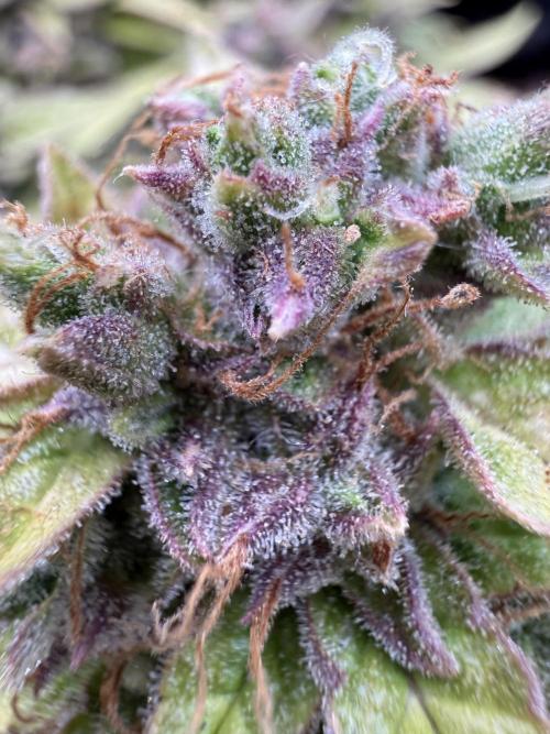 Watemelon Spirit Seeds auto. Week 12