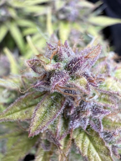 Watemelon Spirit Seeds auto. Week 12