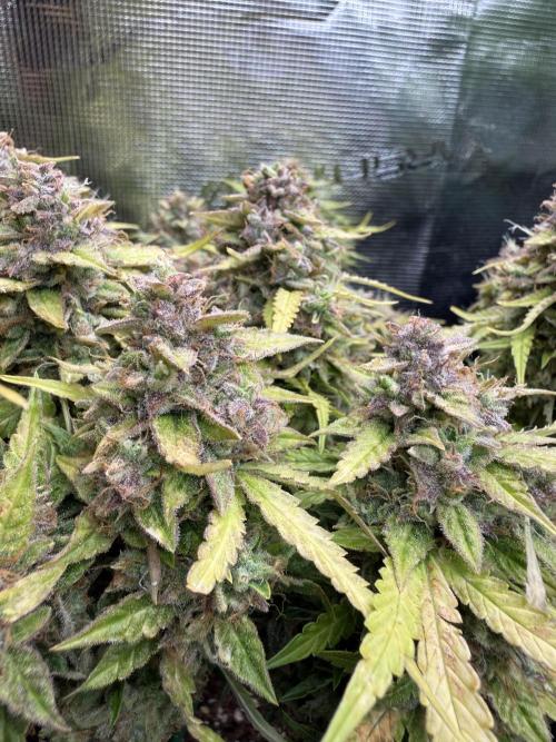 Watemelon Spirit Seeds auto. Week 12