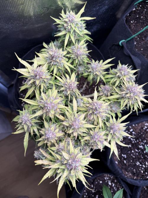 Watemelon Spirit Seeds auto. Week 12
