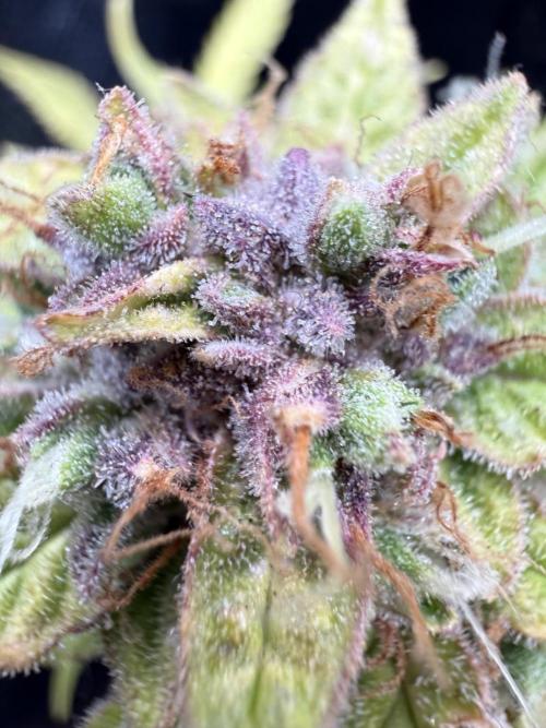 Watemelon Spirit Seeds auto. Week 12