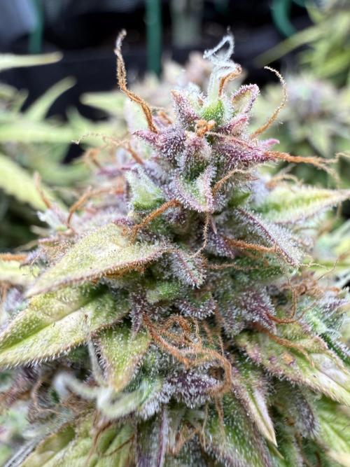 Watemelon Spirit Seeds auto. Week 12