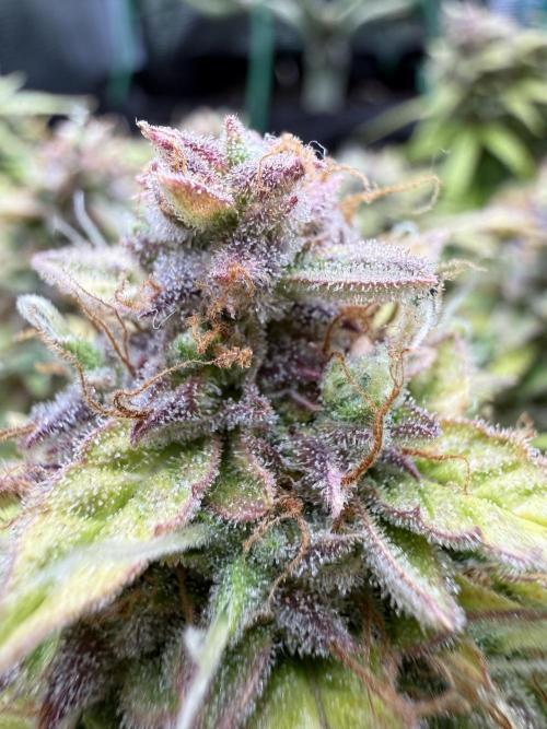 Watemelon Spirit Seeds auto. Week 12