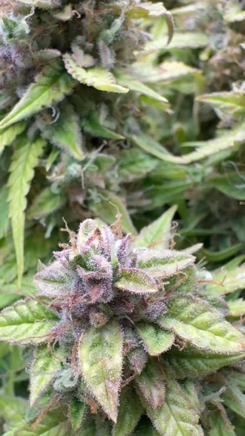 Watemelon Spirit Seeds auto