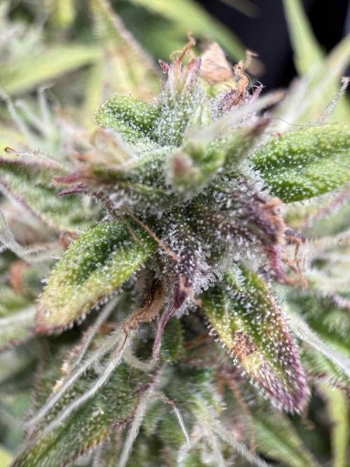 La semilla de mi hijo.My sons choice. Week 9