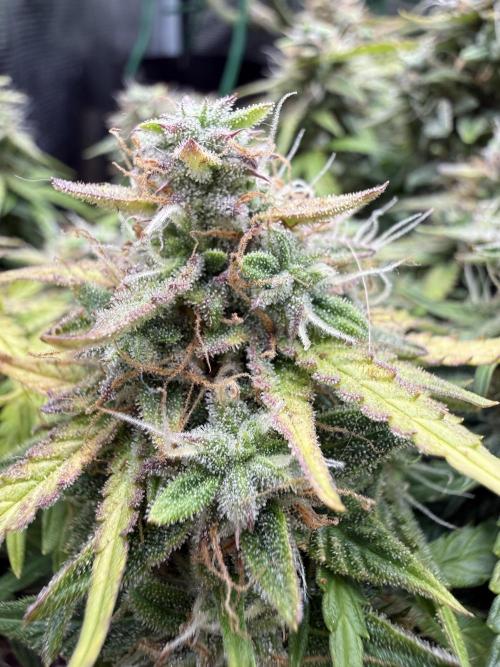 La semilla de mi hijo.My sons choice. Week 9