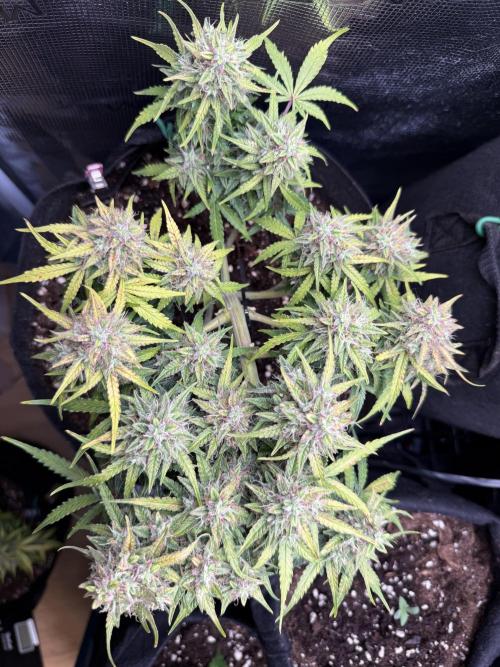 La semilla de mi hijo.My sons choice. Week 9