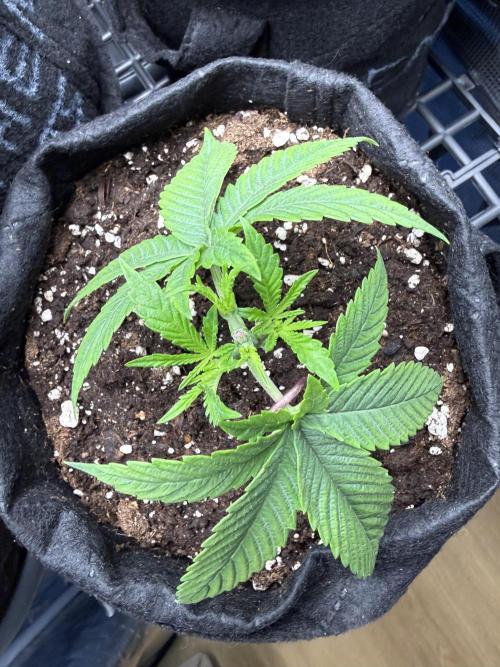 White Russian Runtz). Week 4 - LST after topping