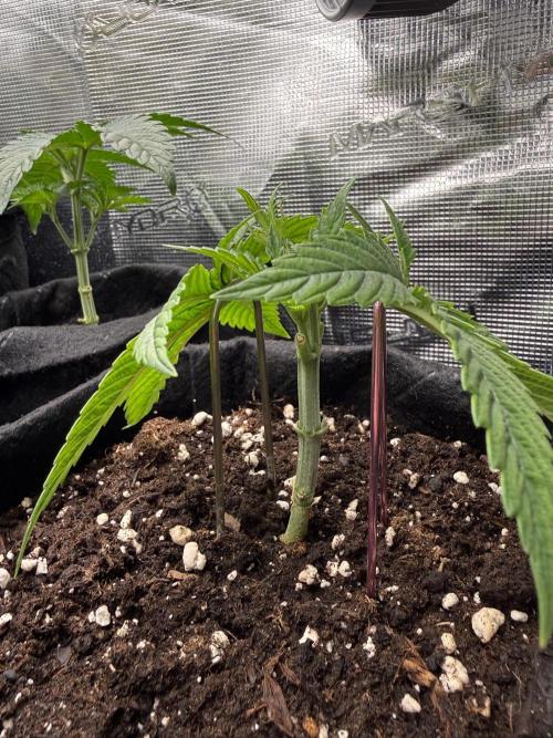 White Runtz. Week 4