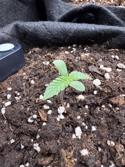 Northern lights auto Spirit Seeds. Week 1