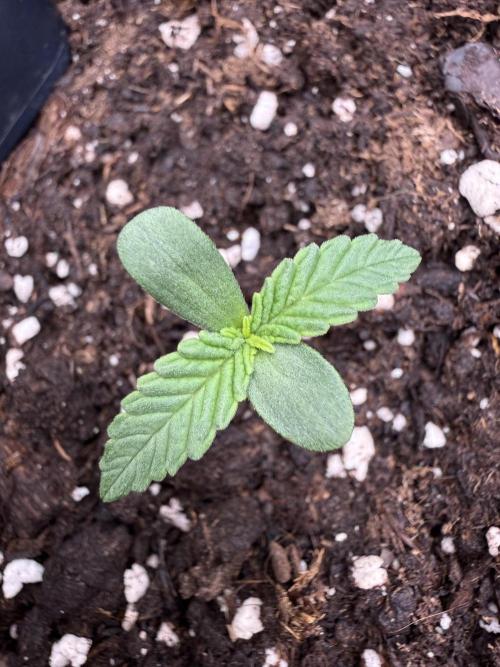 Northern lights auto Spirit Seeds. Week 1