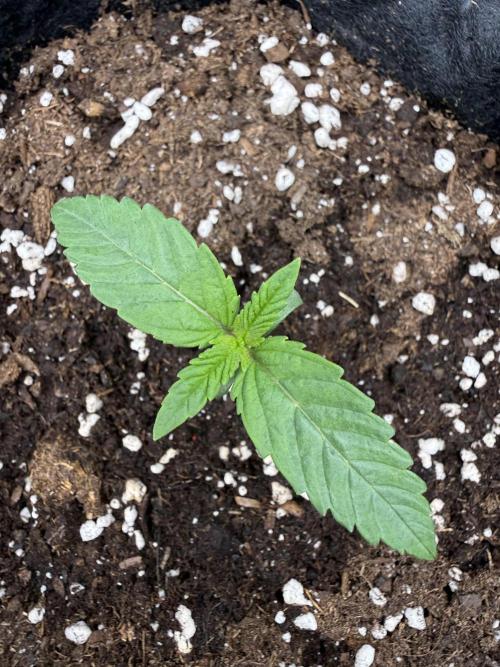 all eyes on weed. Week 1