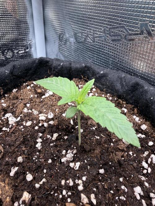 RS11 x Banana OG. Week 1