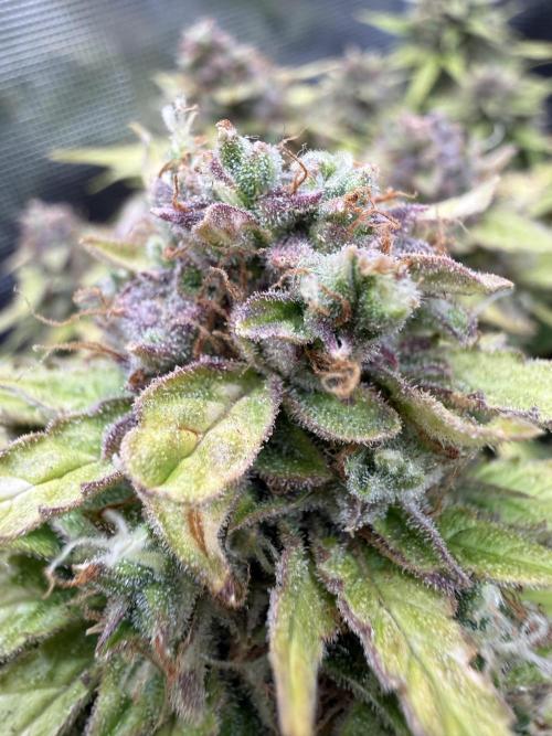 Watemelon Spirit Seeds auto. Week 13 - 78 days and still going up