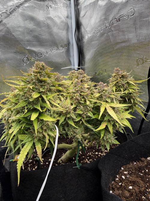 Watemelon Spirit Seeds auto. Week 13 - Va por todo gas
