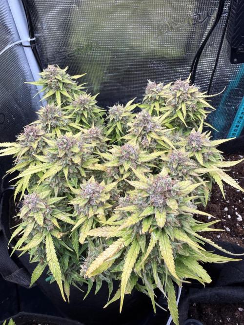 Watemelon Spirit Seeds auto. Week 13 - que se parece?
