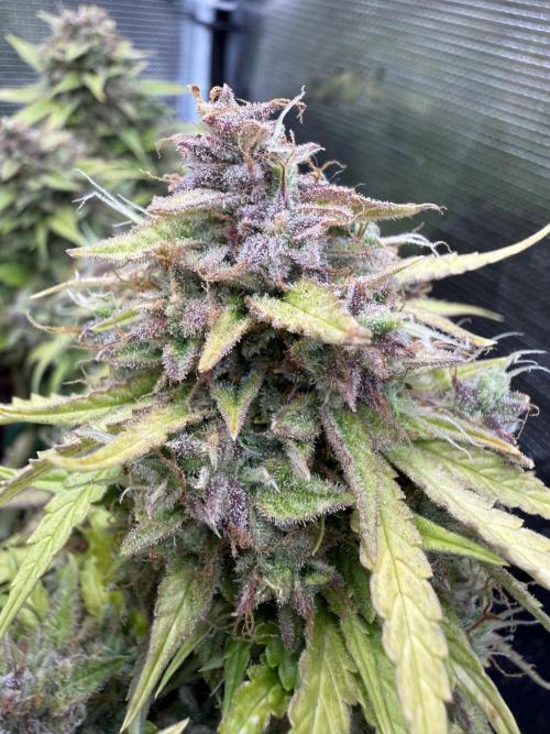 Watemelon Spirit Seeds auto. Week 13 - frosty look