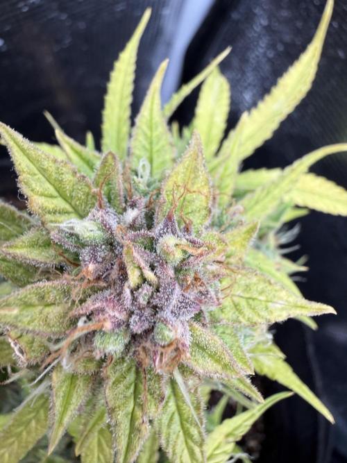 Watemelon Spirit Seeds auto. Week 13