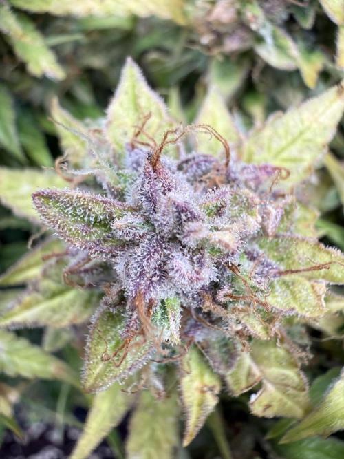 Watemelon Spirit Seeds auto. Week 13 - Beauty of WEED