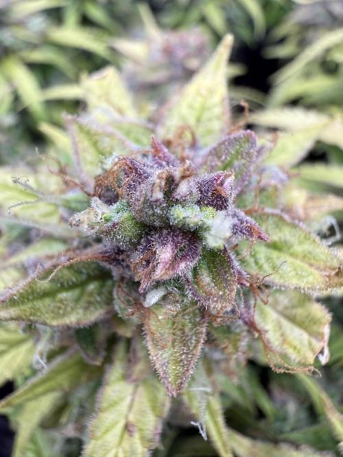 Watemelon Spirit Seeds auto. Week 13 - Hasrvest is coming soon