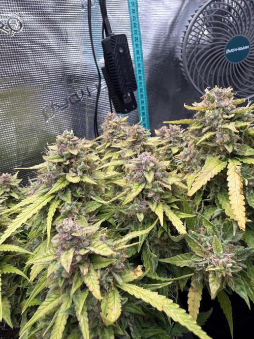 Watemelon Spirit Seeds auto. Week 13
