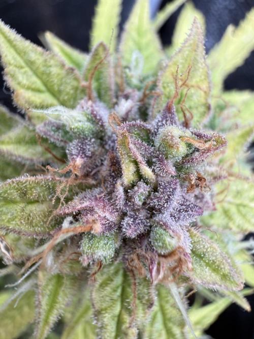 Watemelon Spirit Seeds auto. Week 13