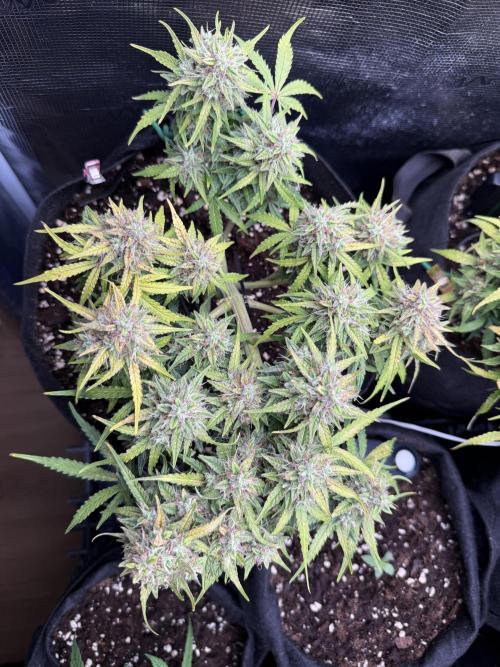 Critical Kush Auto. Week 10