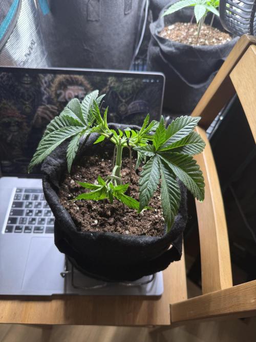 Lemon Cherry Gelato. Week 5