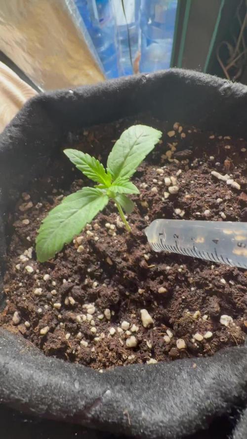 all eyes on weed