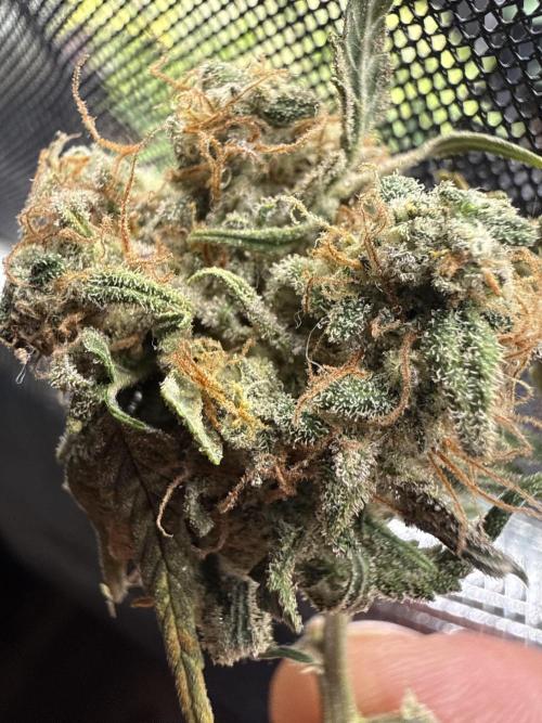 runtz auto ice frozen. Week 9 - Stoned by Runtz @Barneys