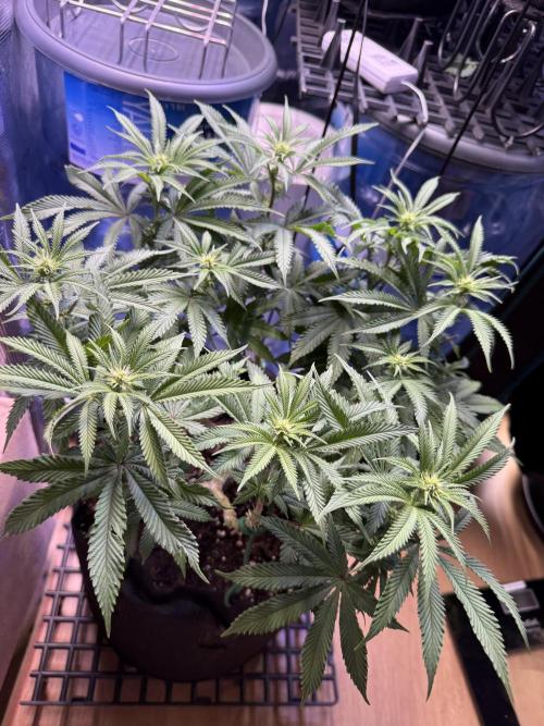 Primera fotopereodica GG4#. Week 10