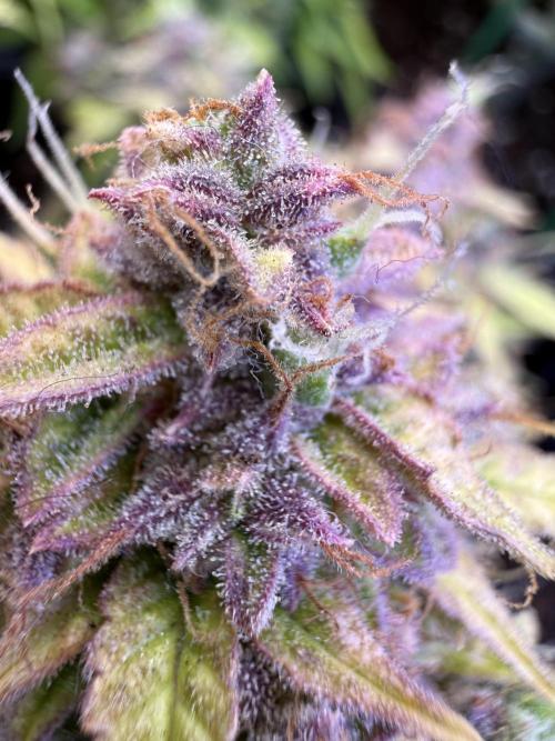 Watemelon Spirit Seeds auto. Week 13